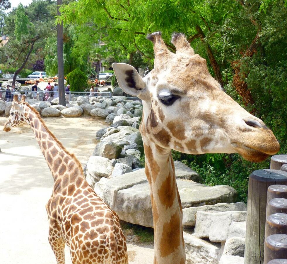 girafe-zoo_de_la_palmyre_plaisirsnature